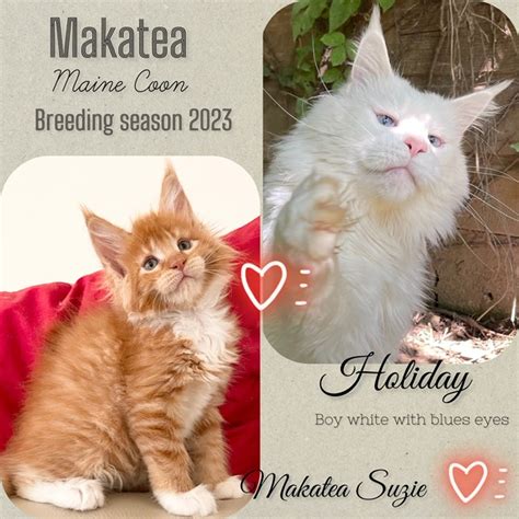 Mariages Archive Chatterie Makatea Maine Coon