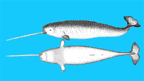 7 Fascinating Facts About Narwhals Mental Floss