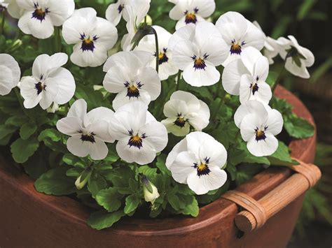 Viola Penny White Blotch Muller Seeds