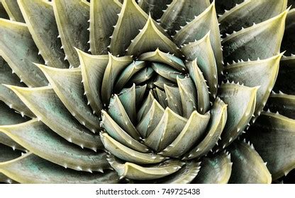 194 Aloe polyphylla Images, Stock Photos & Vectors | Shutterstock