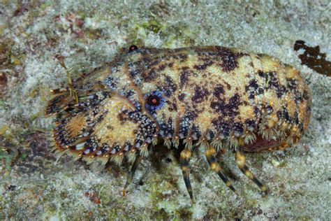 Bonaire Reef Lobsters Shrimps