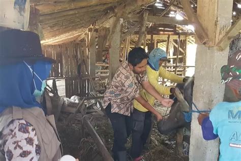 Jelang Idul Adha Kebutuhan Hewan Korban Diprediksi Naik Persen