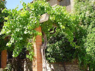 Jardineria Eladio Nonay Jardinería Eladio Nonay La vid europea o parra