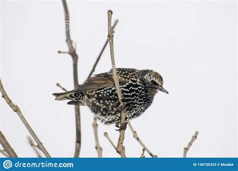 European Starling with Winter Coat of Feathers Stock Image - Image of ...