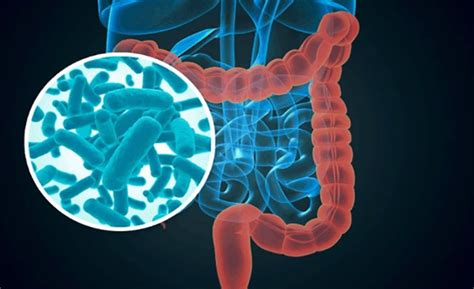 Cómo se desarrolla la microbiota intestinal