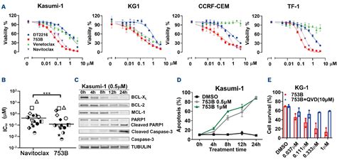 Co Targeting Bcl Xl And Bcl 2 By Protac 753b Eliminates Leukemia Cells