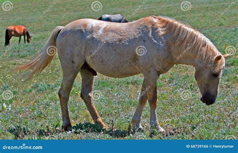 Wild Horse Mustang Palomino Stud Stallion This Is Cloud Wild Stallion