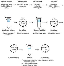 Plasmid DNA Aufreinigung - seraglob