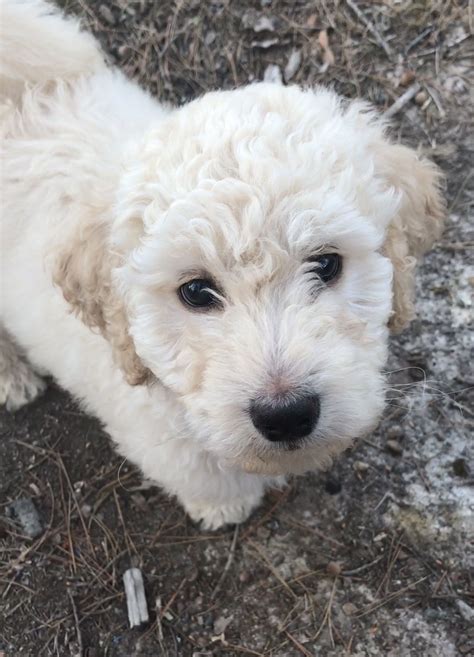 Cream Labradoodle Puppies