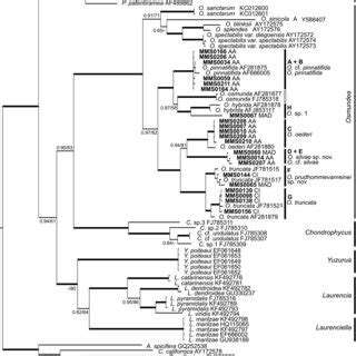 Phylogenetic Tree Generated Using Bayesian Inference Inferred From