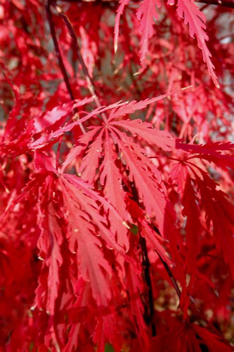 Buy Tamukeyama Japanese Maple Free Shipping 1 Gallon Pot