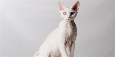 Oregon Rex Cat Breed Size Appearance Personality