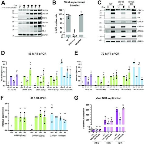 Dna Supercoiling And Topoisomerase Mechanisms A Dna Supercoiling A