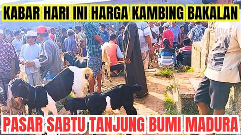 Harga Kambing Bakalan Terbaru Hari Ini Di Pasar Sabtu Tanjung Bumi