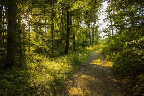 Free Images Tree Natural Landscape Natural Environment Green