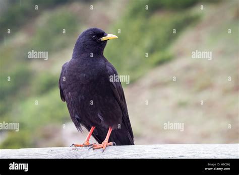 Chough Bird High Resolution Stock Photography and Images - Alamy