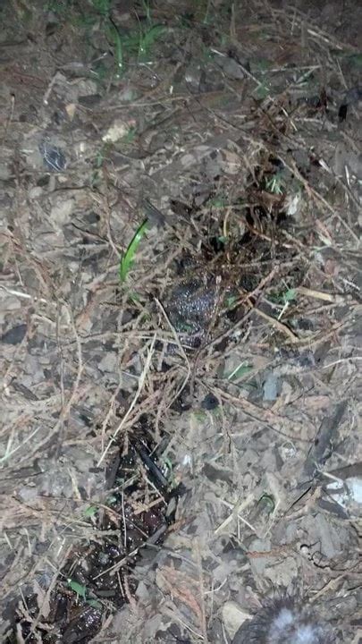 Morning Piss Outside Slo Mo Gay Man Man Porn XHamster