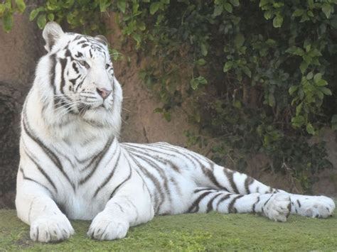 White Tigress Gives Birth To Two Cubs In Nandankanan Zoo