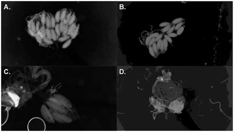 Examples of nondysgenic and dysgenic female reproductive tracts from ...