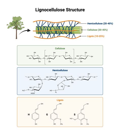 Lignocellulose Structure Biorender Science Templates