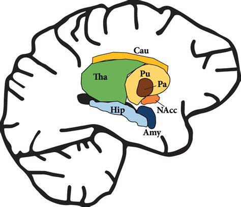 Schematic Overview Of The Seven Subcortical Brain Regions Segmented For