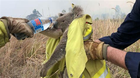 Buschfeuer In Australien Koalas Bekommen Besseren Schutz