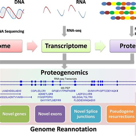 Integrating The Mrna Sequencing And Peptide Sequencing For