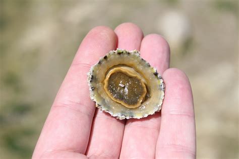 Acquatic Sea Creature Rock Urchin In Shell Free Photo Download