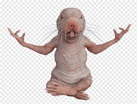 Rat Naked Mole Rat Mulle Yoga Yoga Pose Mindfulness Relaxation