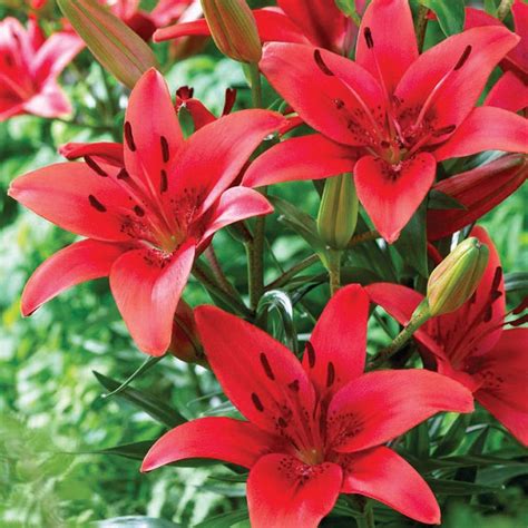 12 Inch Wide Asiatic Lily Red Sensation Plants Bulbs Seeds At Lowes