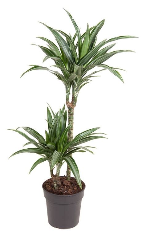 Dracaena Fragrans Ulises 90 Cm 19 Kopen Plantcentraal Nl