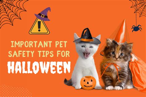 6 Important Pet Safety Tips for Halloween - CanadaPetCare