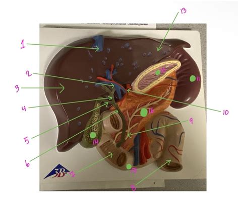 A P 2 Lab Identification Diagram 3 Diagram Quizlet