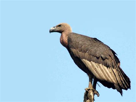 Vulture Wallpapers - Animals Town