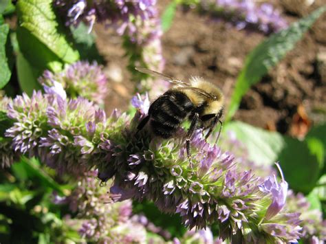 Pollinator Habitat Restoration - NH Audubon