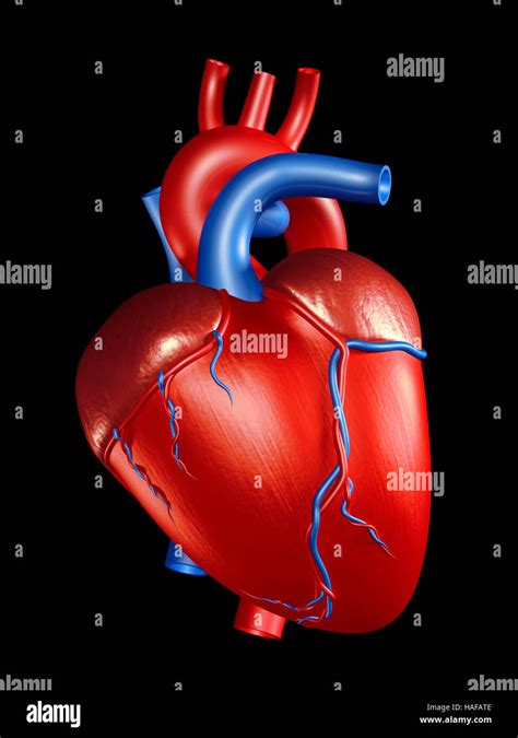 Ilustración 3d Del Corazón Humano Aislado Sobre Fondo Negro Fotografía