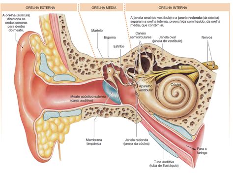 Anatomia Do Ouvido Interno Savaedu