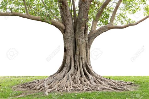 Trunk And Big Tree Roots Spreading Out Beautiful In The Tropics The