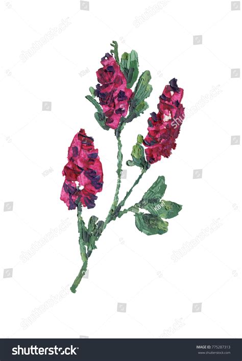 Alfalfa Medicago Sativa Lucerne Hand Drawn Stock Illustration