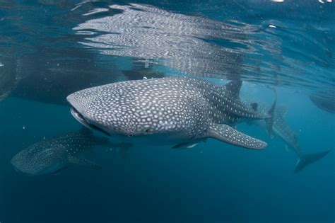 Marine Species: the Whale Shark • Scuba Diver Life