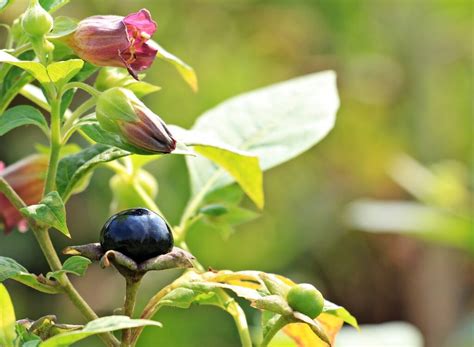 Plantas venenosas más comunes en el hogar tanto interior como exterior