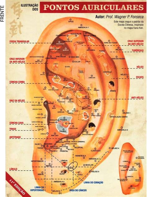 Mapa Pontos Auriculares Acupuntura Auricular Auriculoterapia A