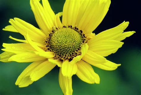 Thin-leaved Sunflower (helianthus Decapetalus) Photograph by Dr. Nick ...