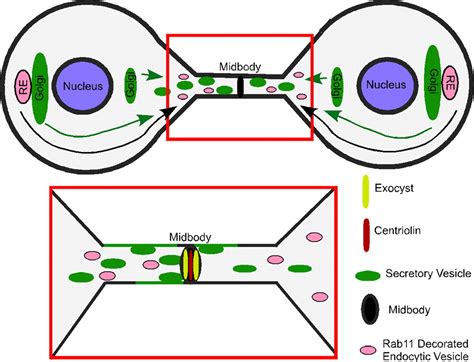 Polarity Sets The Stage For Cytokinesis Molecular Biology Of The Cell