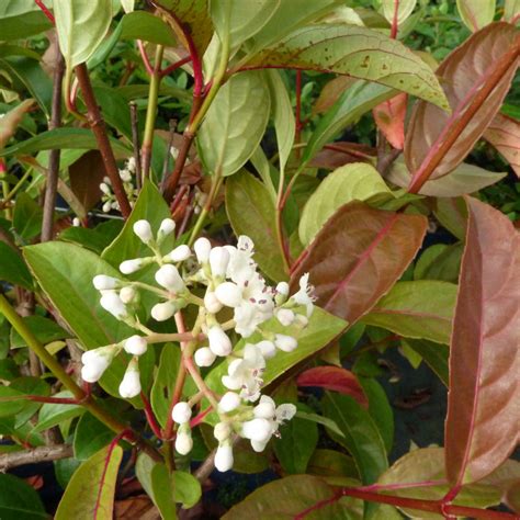 Viburnum Le Bois Marquis