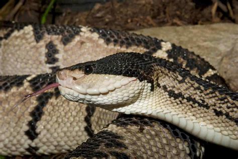 Saving Lives with Poison: Discover 6 Medicines Made from Snake Venom