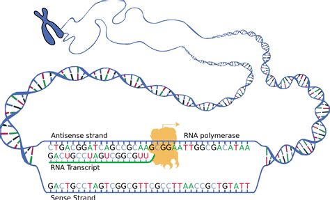 57 Protein Synthesis Human Biology