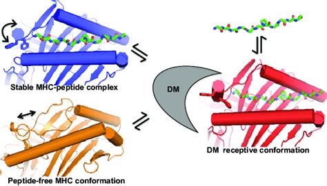 Model For Dm Interaction Mhc Ii Peptide Complex Stable Mhc Iipeptide