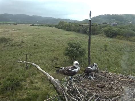 Dyfi Osprey Project Cam Wales Monty Dad Down Flickr