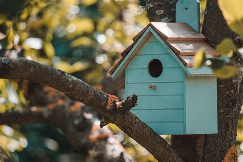 Ursache Anzeige Plenarsitzung Como Hacer Una Casa Para Pajaros Dean